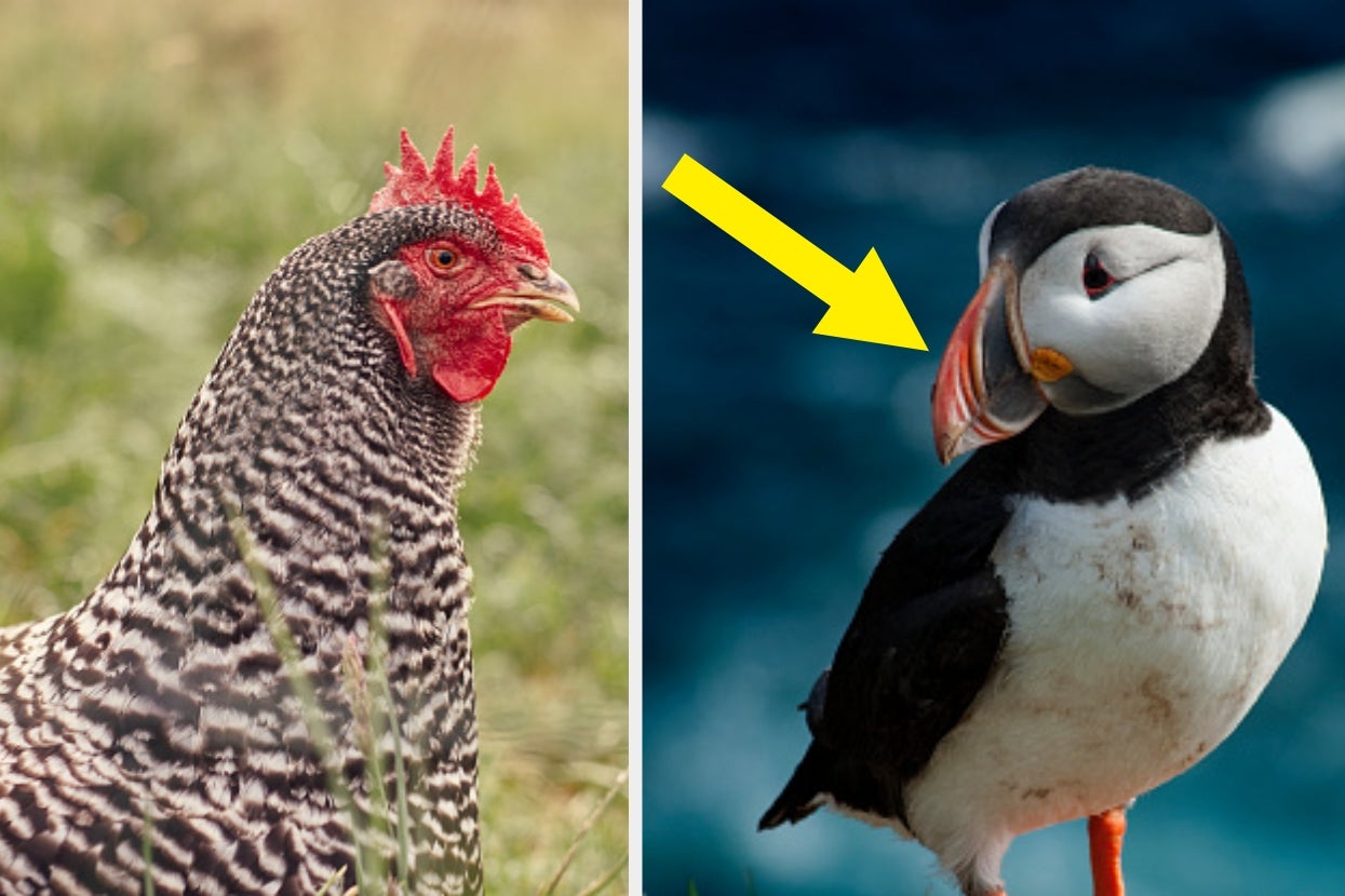 This Timed Bird Species Quiz Is Very, Very, Very, Very, Very, Very, Very, Very, Very, Very Hard — Can You Still Pass It?
