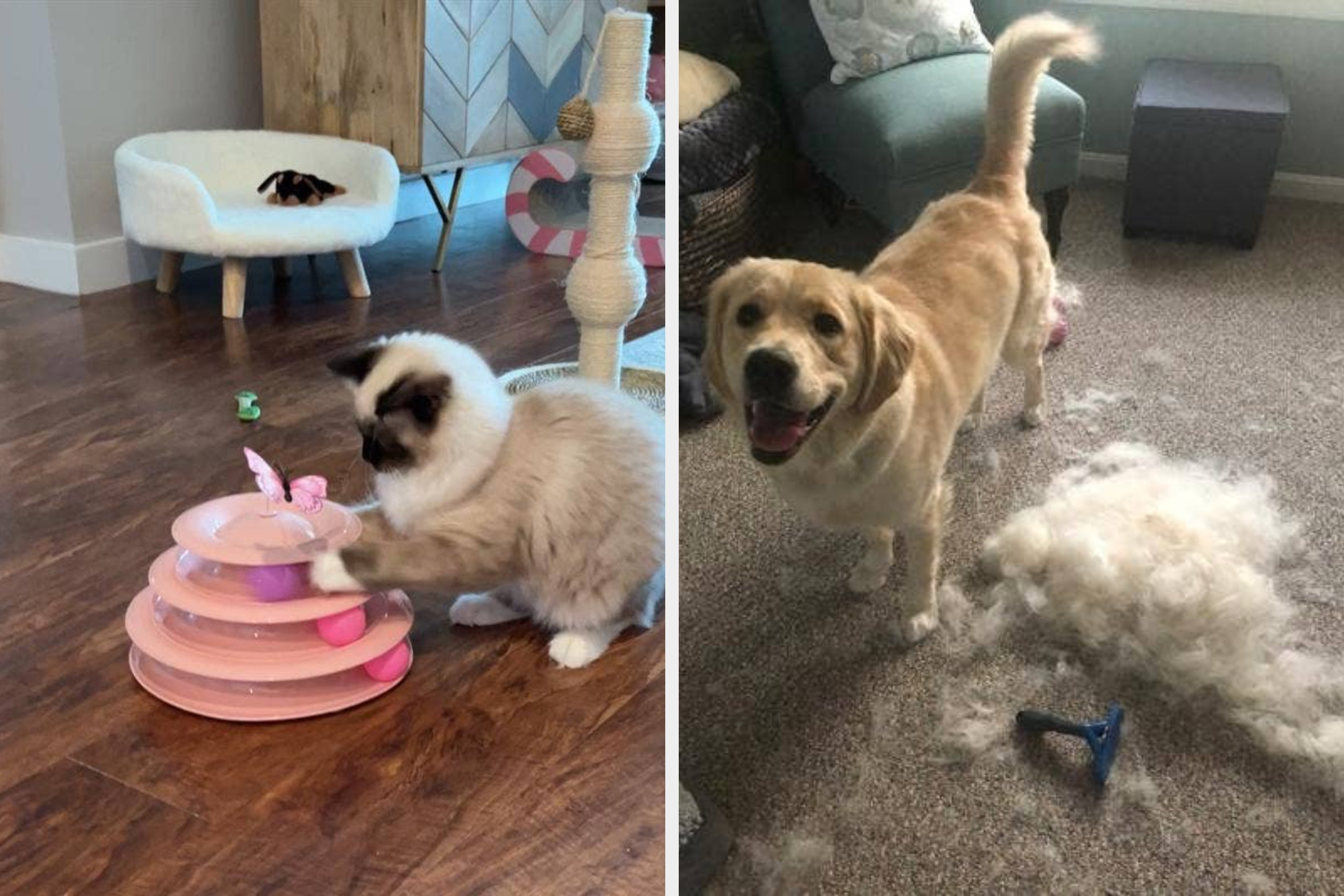 31 Problem-Solving Pet Products From Chewy You’ll Wish You’d Had Years Earlier