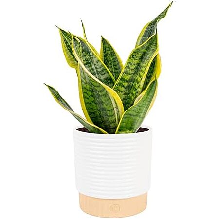Costa Farms Mother-in-Law’s Tongue Snake Plant (Medium, 12-20″ Tall) $16.80 & More
