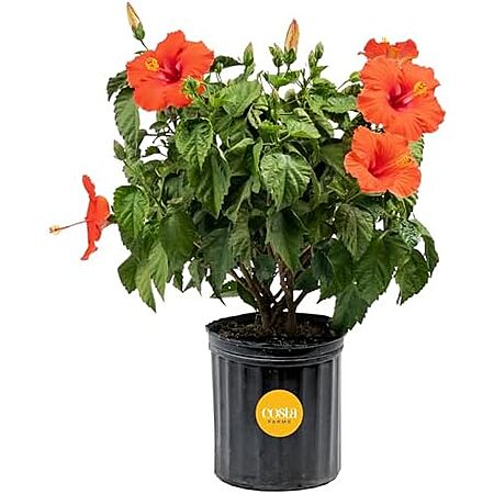 Costa Farms Live Tropical Hibiscus Bush (2′-3′ Tall) $26