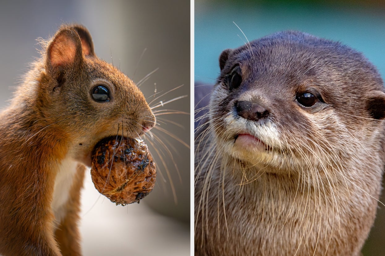 Can You Identify All Of These Small-Ish Animals?