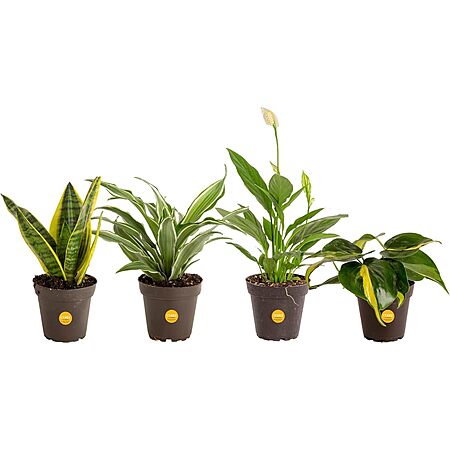 Select Locations: 4-Pk Costa Farms Live House Plants (8-10″ Tall) $20.30