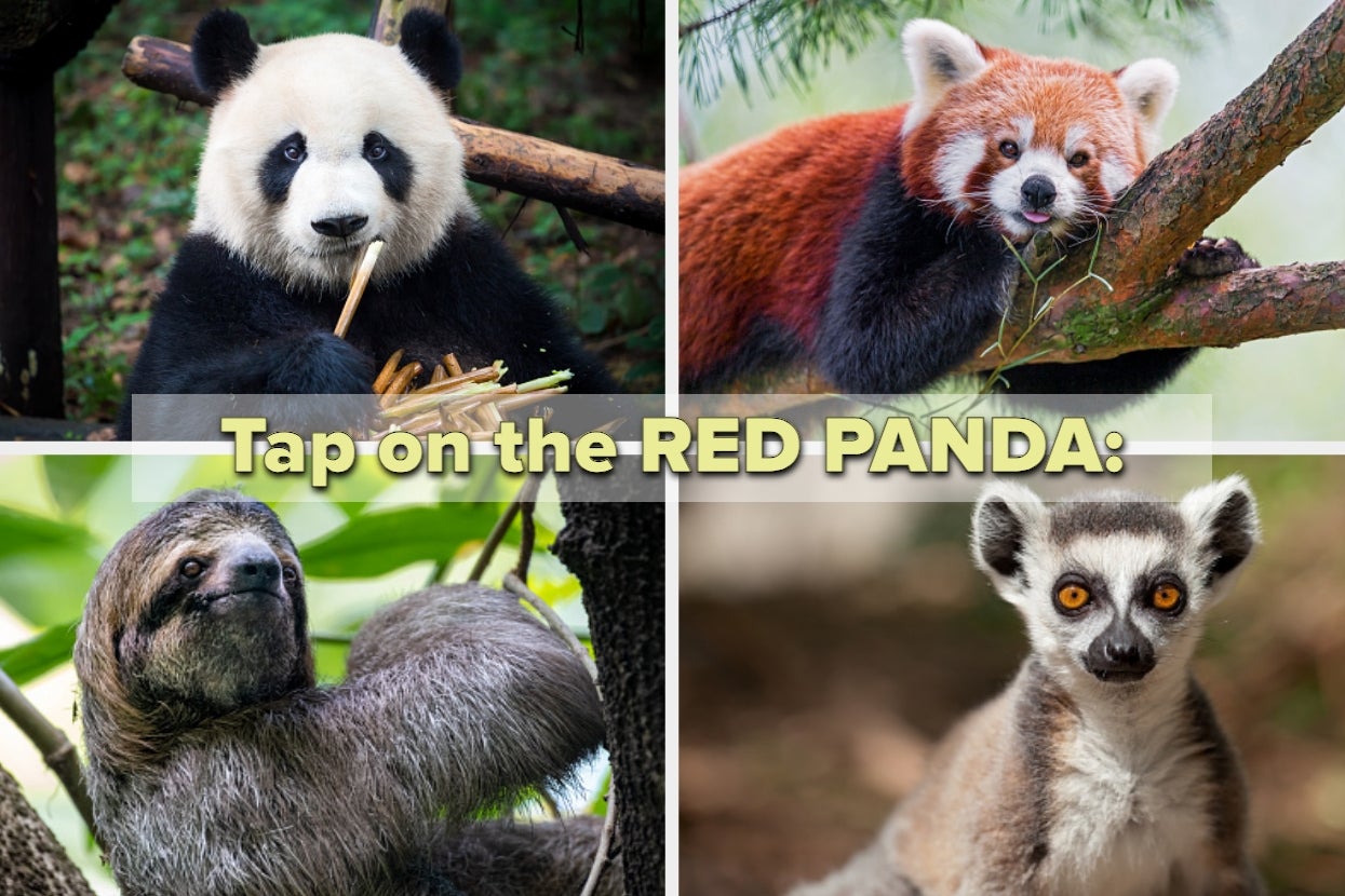 It’s Weird, But Most People Can’t Name These Lesser-Known Animals — Can You?