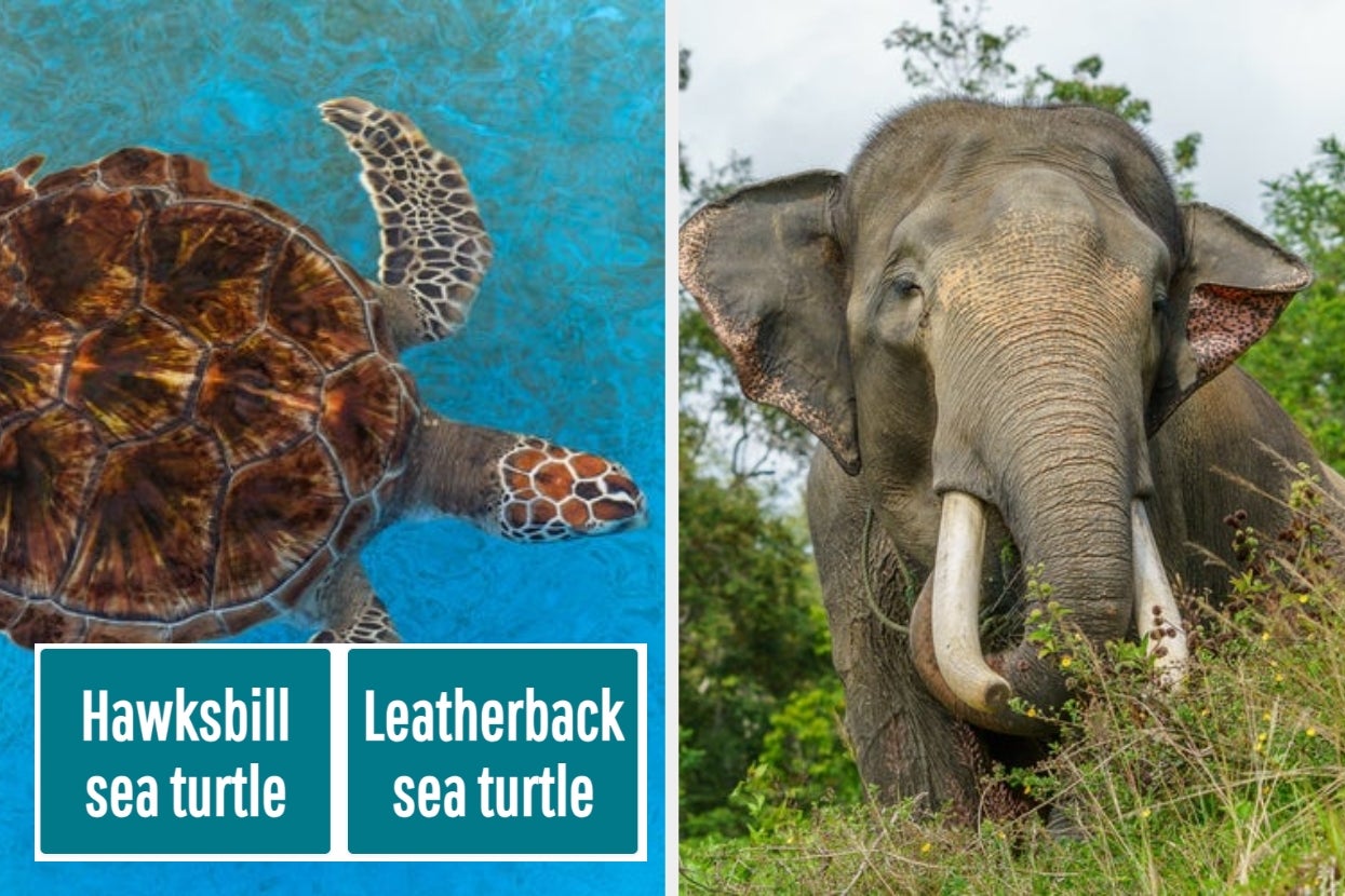 Can You Name These 10 Rare Animal Species (And I Mean Rare As In Only Hundreds Left)