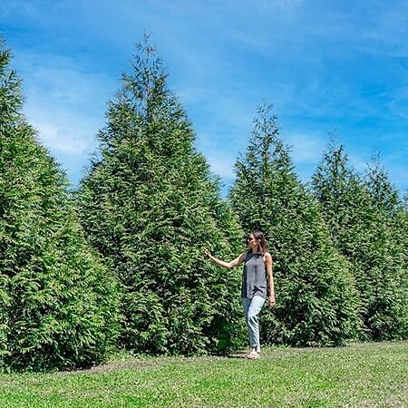 18-Pk Perfect Plants Thuja Green Giant Arborvitae Liners (3′-5′ Growth Rate) $48.75 + Free S&H