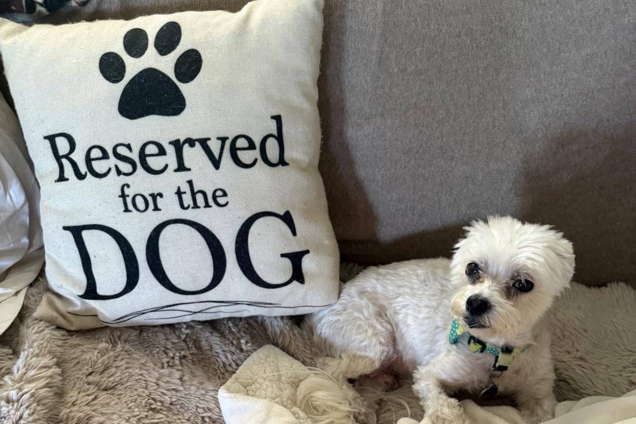 27 Things You Need If Your Dog Is 100% A Diva