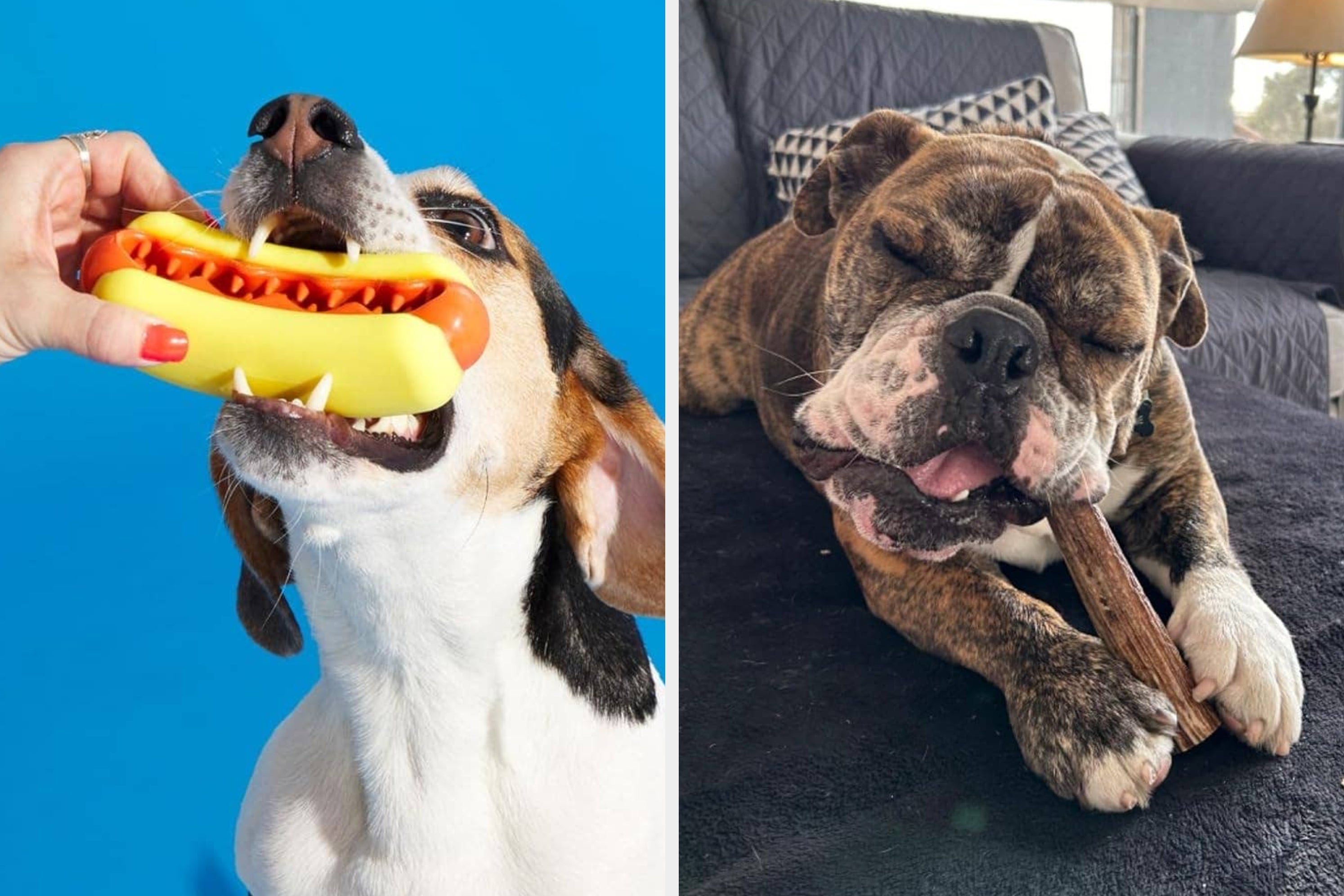 27 Chew Toys To Keep Your Pets From Putting More Bite Marks On Your Furniture
