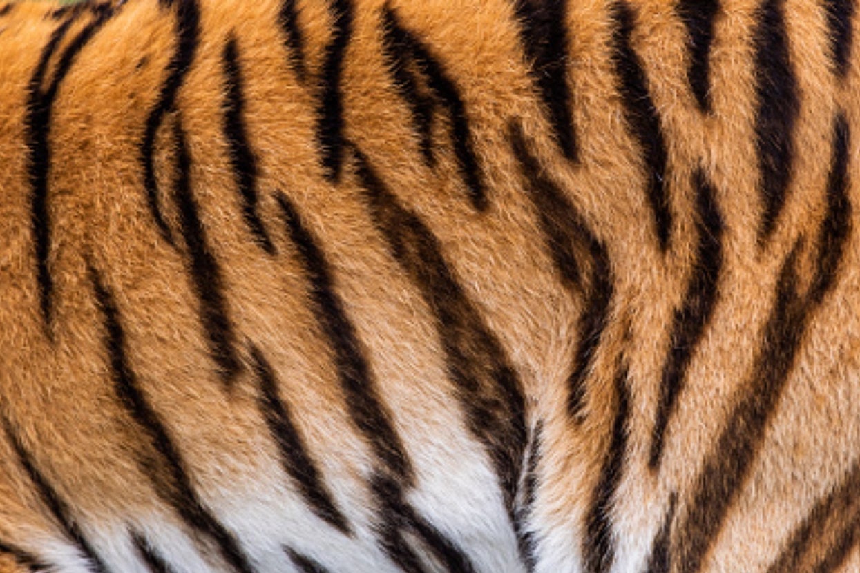 How Well Do You Know The Collective Nouns For Animals?
