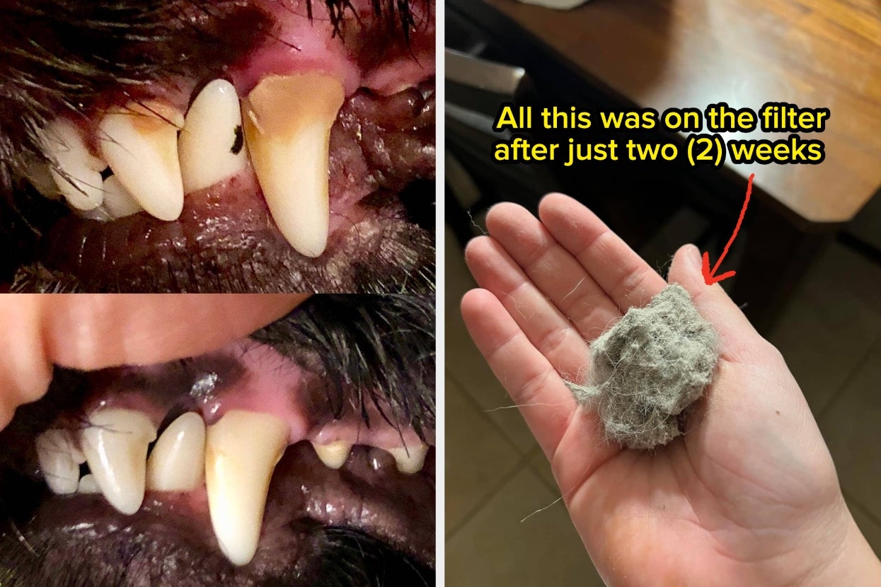 If The Best Word To Describe Your Dog Is “Stinky,” Then You Probably Need These 17 Products