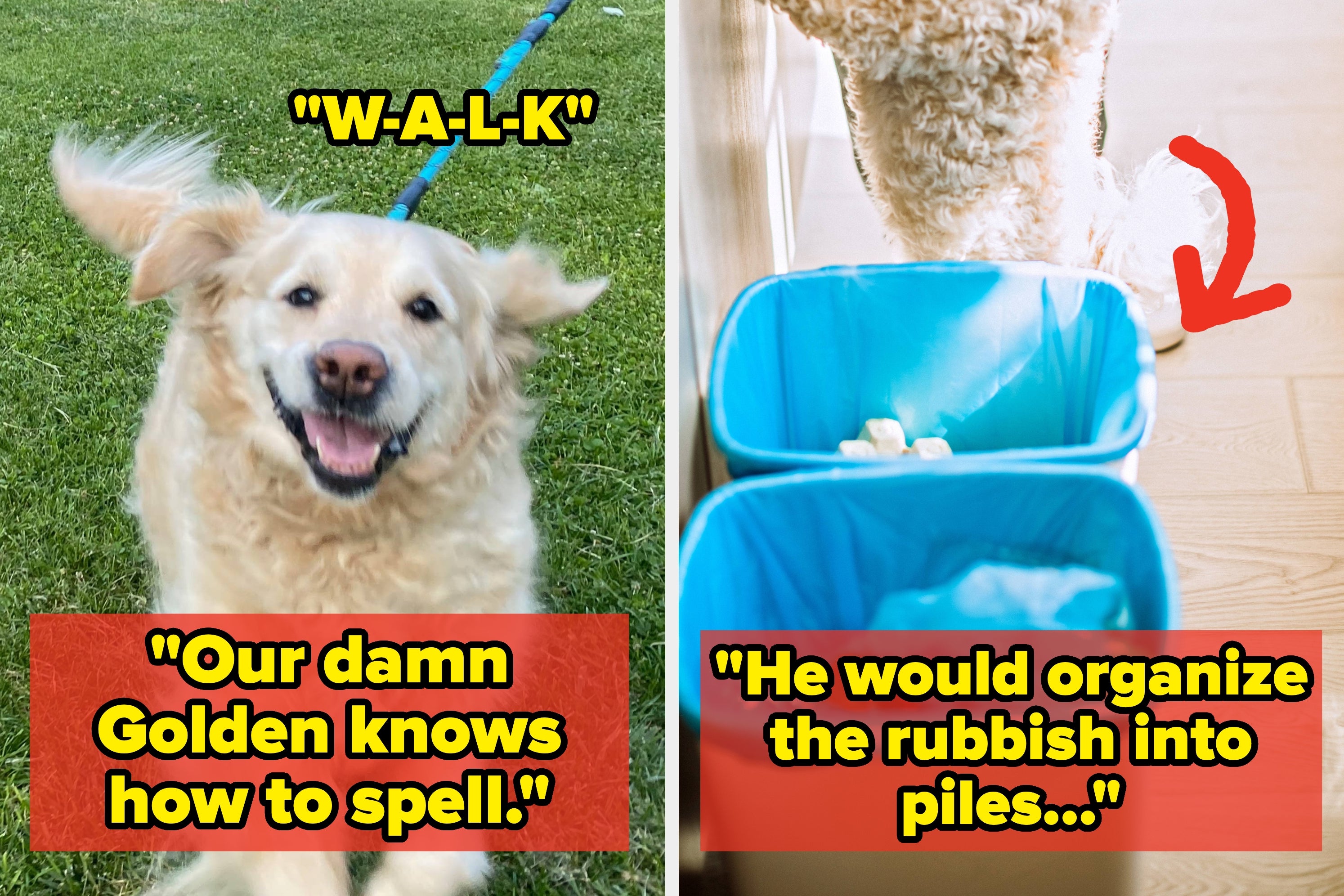 “I NEVER Taught Him To Do That”: 21 Hidden Signs Your Dog Might Actually Be A Genius, And The Reasons Why Might Surprise You