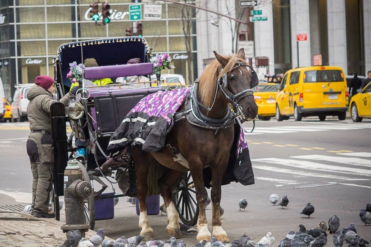 I Think These 24 Photos Perfectly Explain Why NYC’s Horse-Drawn Carriages Are Finally Being Banned